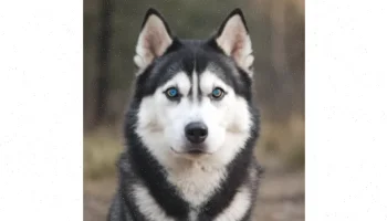 نگهداری از هاسکی: راهنمای جامع و کامل