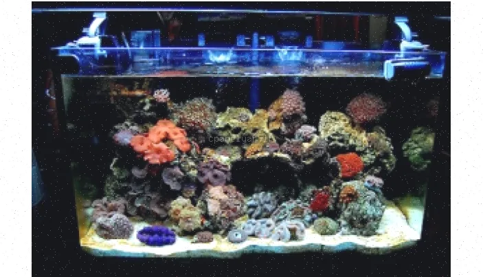 راه اندازی و نگهداری آکواریوم آب شور