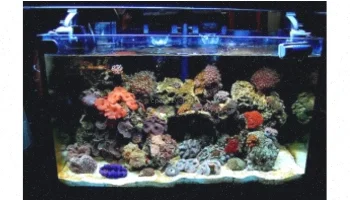 راه اندازی و نگهداری آکواریوم آب شور