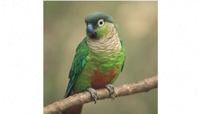 نگهداری، تولید مثل و پرورش طوطی گرینچیک