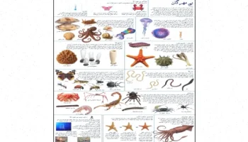 دانلود پوستر آموزشی بی مهره گان فارسی