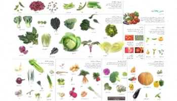 پوستر آموزشی علوم سبزیجات رایگان دانلود