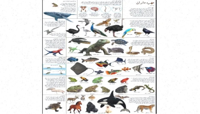 پوستر مهره داران: دانلود رایگان آموزش