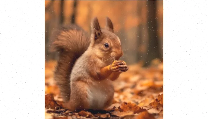 نگهداری سنجاب: راهنمای جامع و کامل