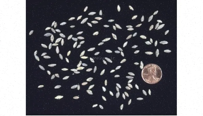 پاورپوینت فرامینفرهای پالئوزوئیک: راهنمای جامع