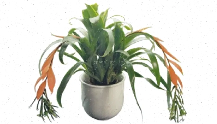 گل های آپارتمانی: راهنمای PPT و انتخاب