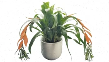 گل های آپارتمانی: راهنمای PPT و انتخاب