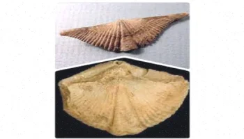 تحقیق دانش آموزی و دانشجویی بازوپایان