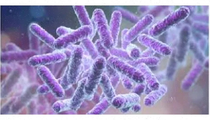 باکتری‌ها و نقش آن‌ها در بیماری‌زدایی
