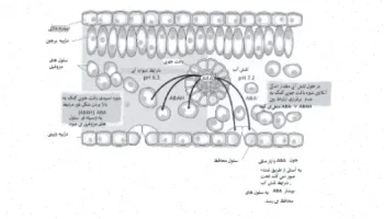 اسید آبسیزیک: ترجمه و اطلاعات کامل