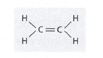 اتیلن در گیاهان: آموزش و پاورپوینت