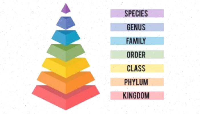 پاورپوینت سیستماتیک گیاهی دکتر انورخواه دانلود رایگان