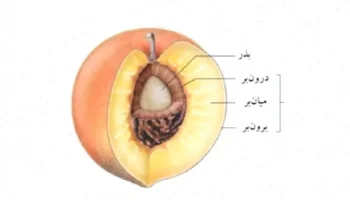 پاورپوینت گیاه‌شناسی میوه و دانه دکتر انورخواه