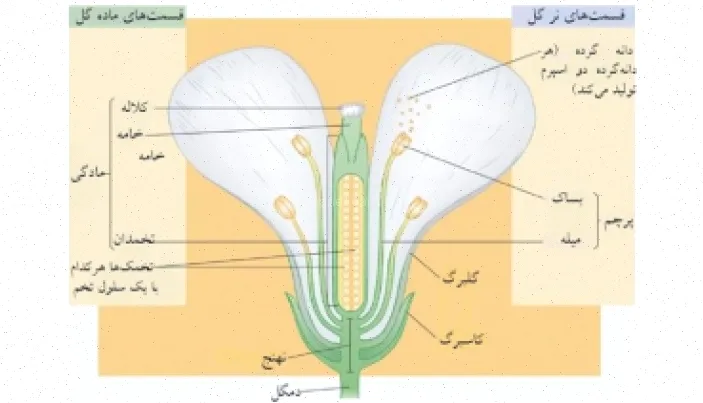 پاورپوینت گیاه‌شناسی گل دکتر انورخواه دانلود رایگان