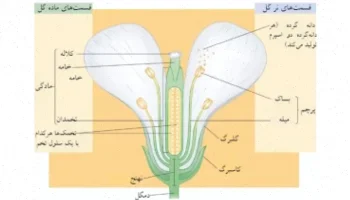 پاورپوینت گیاه‌شناسی گل دکتر انورخواه دانلود رایگان