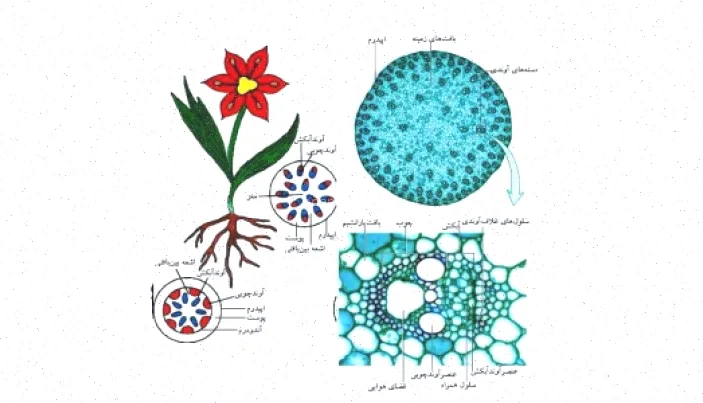 پاورپوینت گیاه‌شناسی ساقه، ریخت‌شناسی دکتر انورخواه