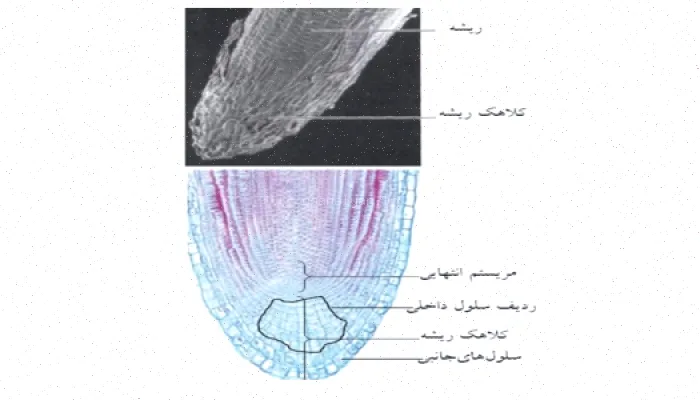 پاورپوینت گیاه‌شناسی ریشه انورخواه - دانلود رایگان
