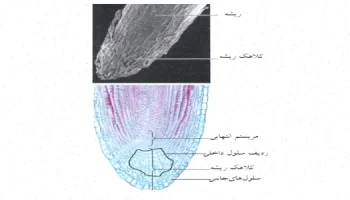پاورپوینت گیاه‌شناسی ریشه انورخواه - دانلود رایگان