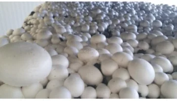 پاورپوینت پرورش قارچ خوراکی دانلود رایگان