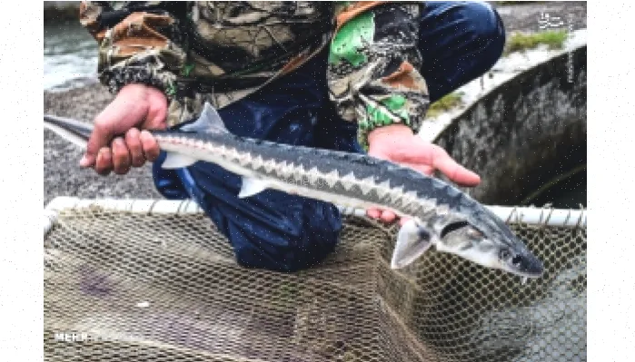 پاورپوینت ماهیان خاویاری: معرفی و بررسی 18 اسلاید