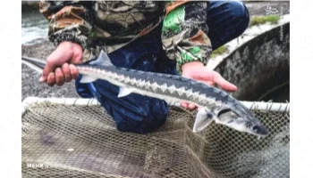 پاورپوینت ماهیان خاویاری: معرفی و بررسی 18 اسلاید