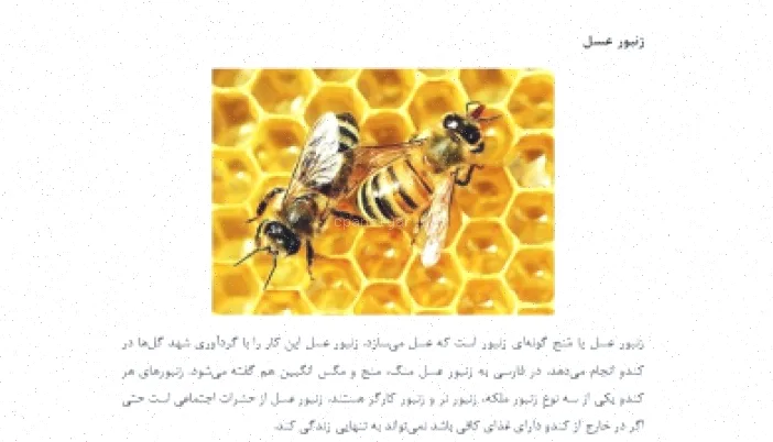 دانلود قالب ورد زندگی زنبور عسل 4 صفحه