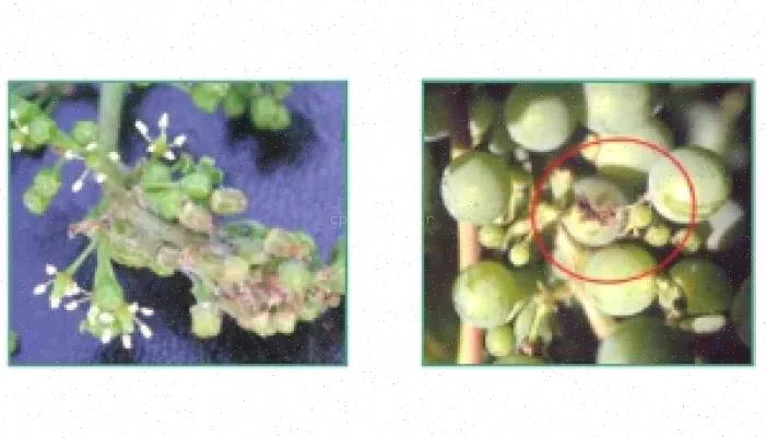 پاورپوینت کرم خوشه خوار انگور - 32 اسلاید