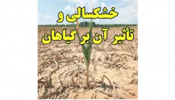 خشکسالی: اثرات منفی بر گیاهان