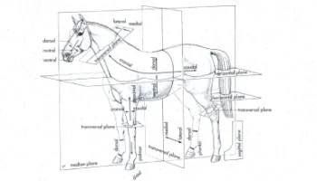 سوالات امتحانی دامپزشکی: 100 نمونه رایج